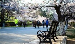 中山公园最新爆料信息网,揭秘公园焕新背后的故事